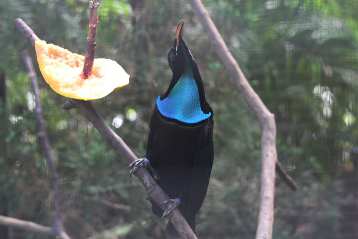 Magnificent riflebird (Ptiloris magnificus magnificus)