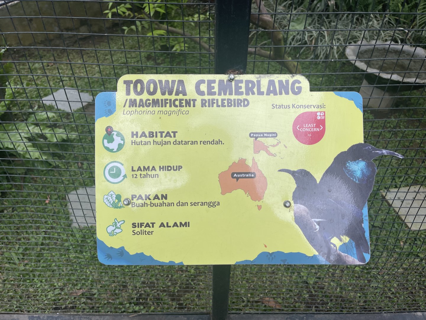 magnificent riflebird signage