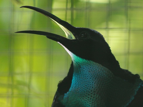 Magnificent Riflebird