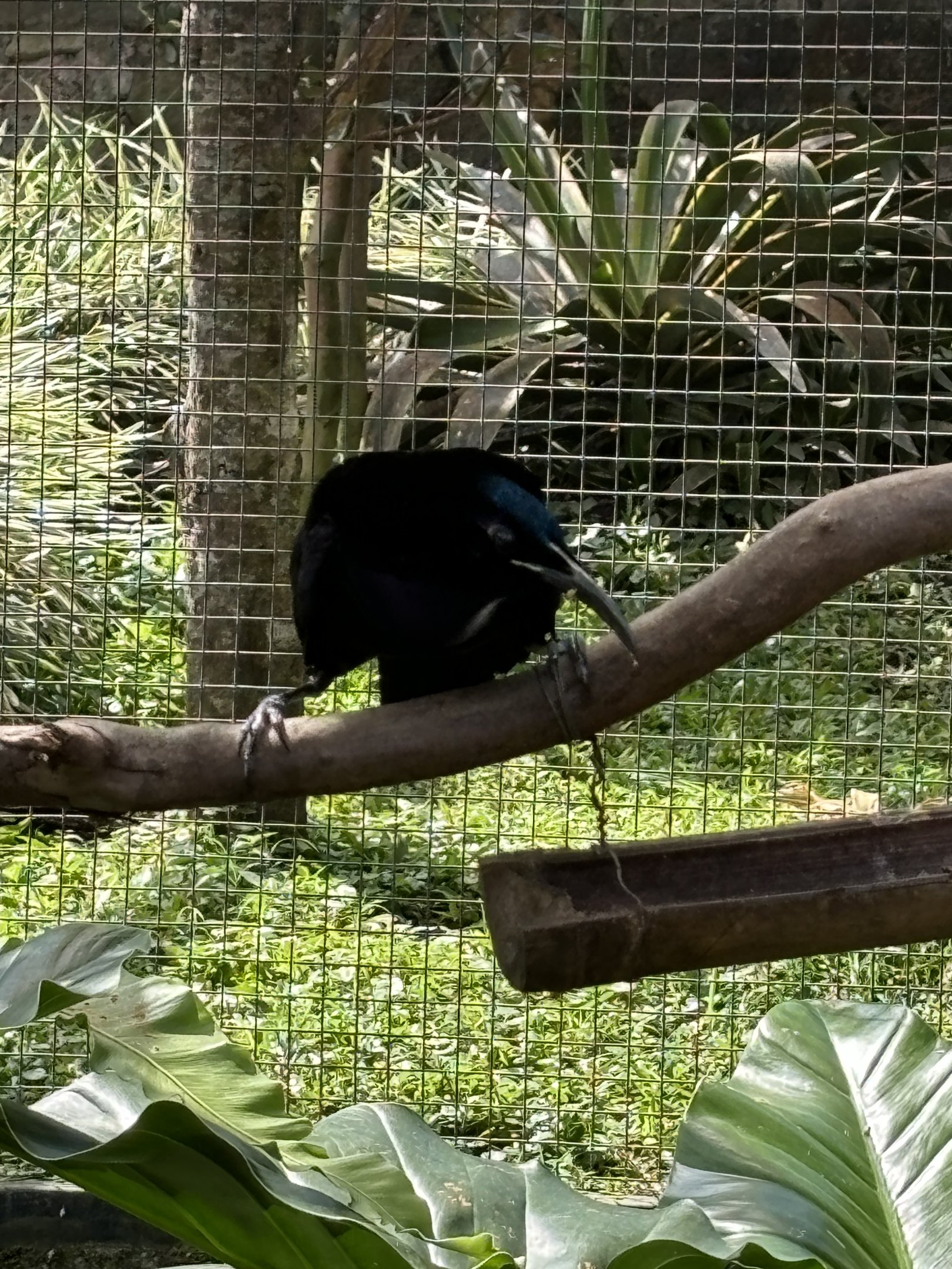 Magnificent Riflebird
