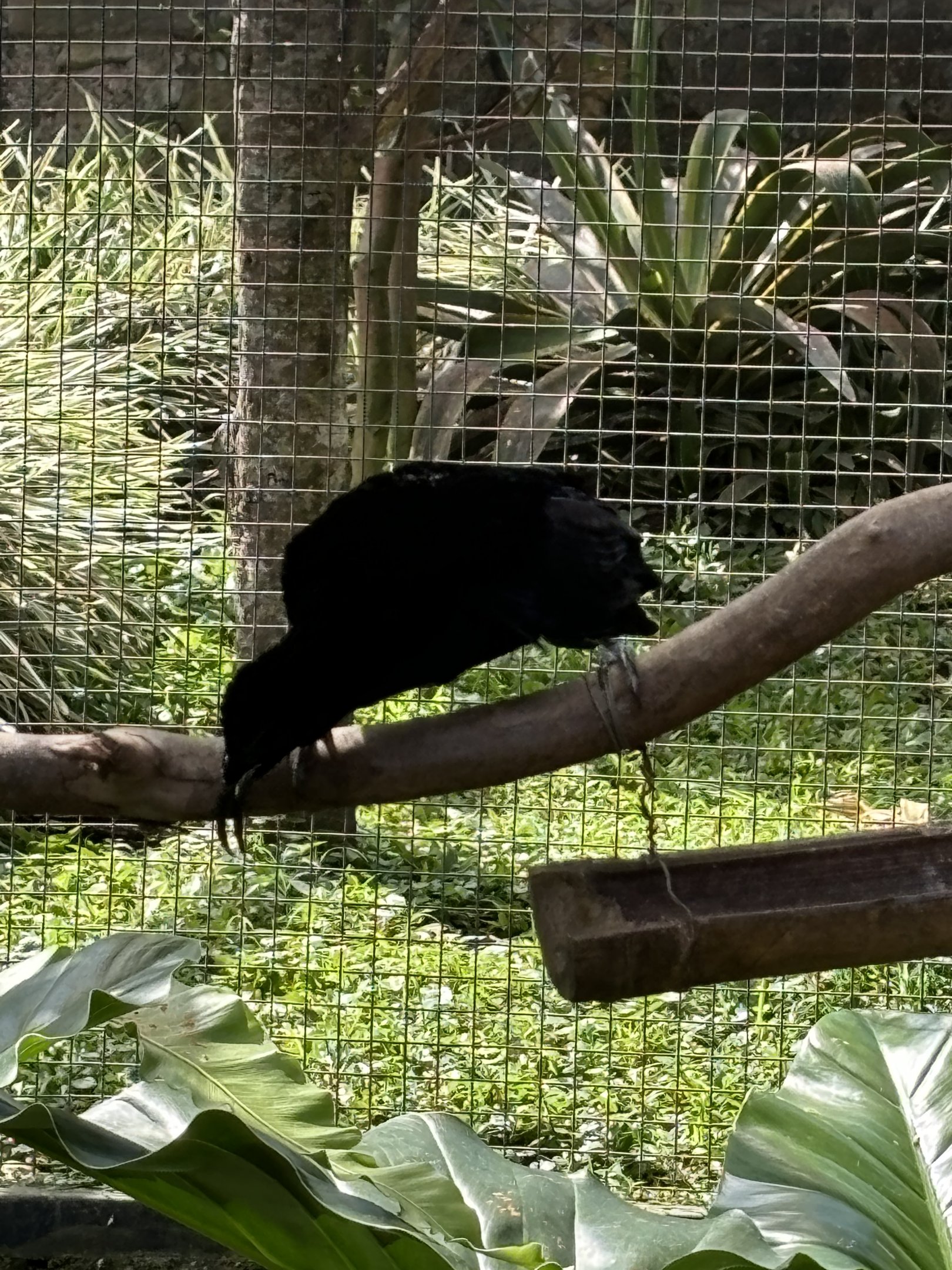 Magnificent Riflebird