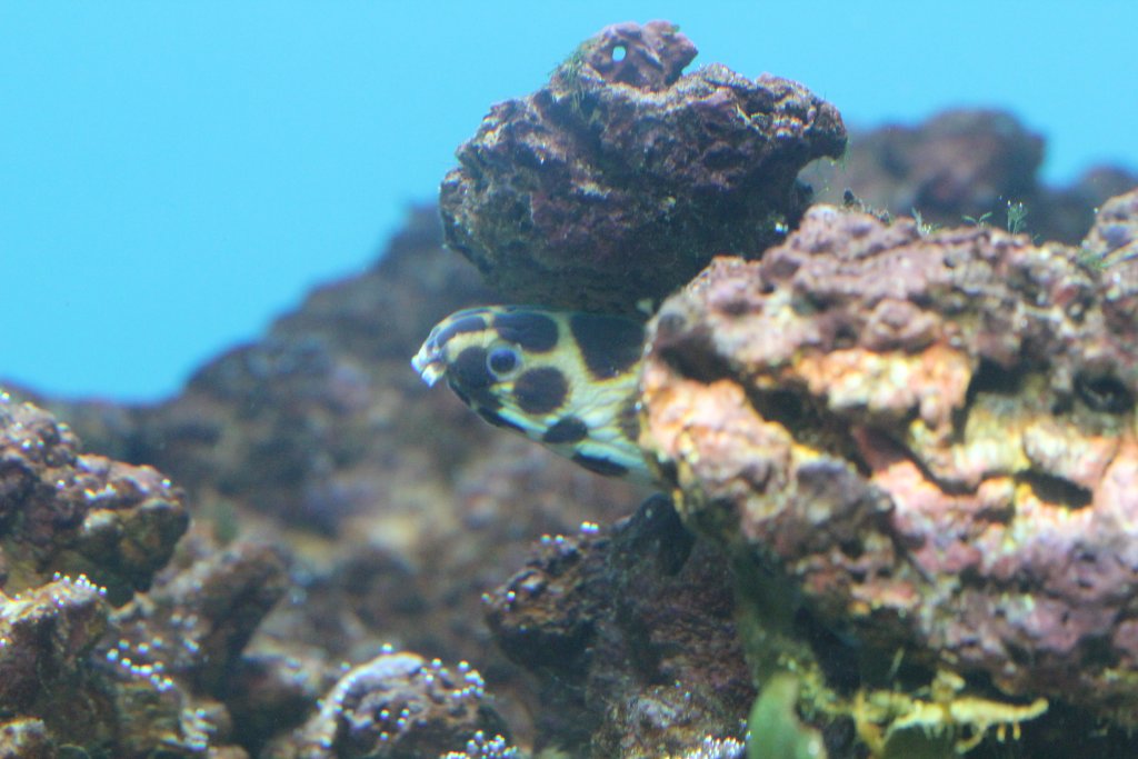 Magnificent Snake-eel (Myrichthys magnificus)