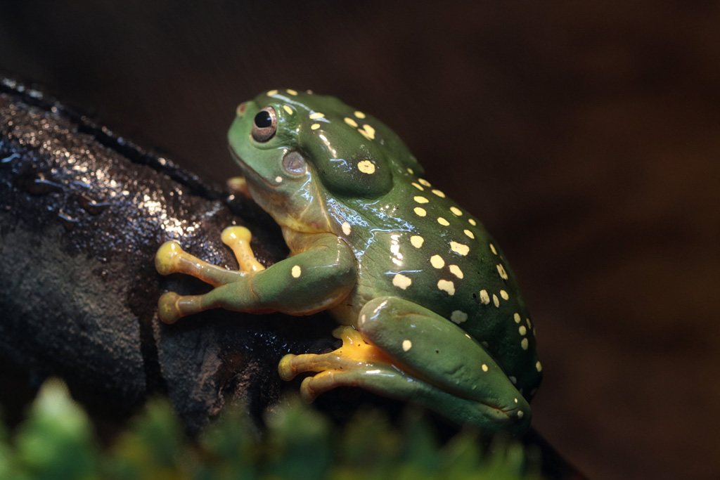 Magnificent Tree Frog at LA Zoo 16th April 2016