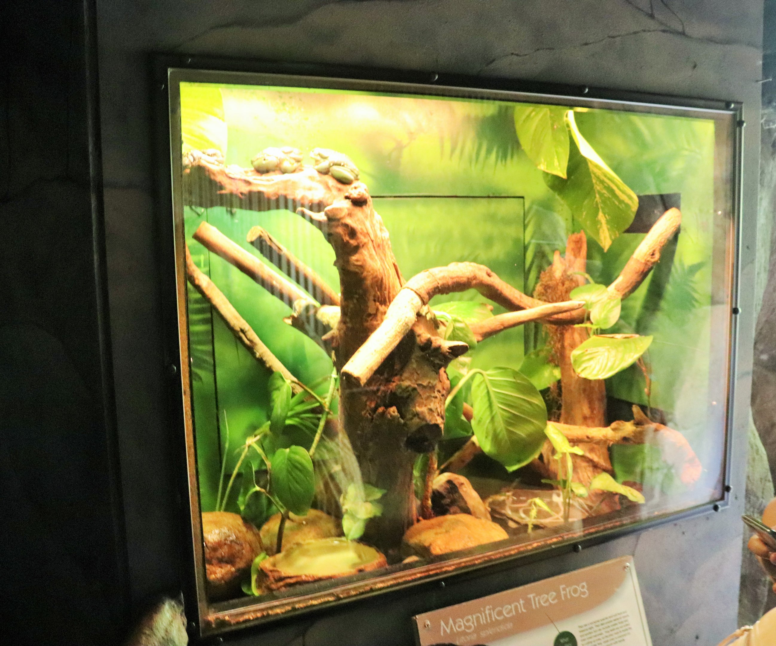 Magnificent Tree Frog Enclosure