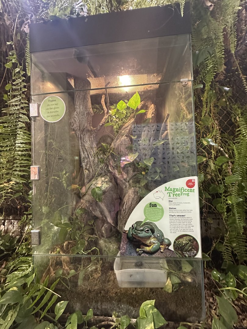 Magnificent tree frog exhibit