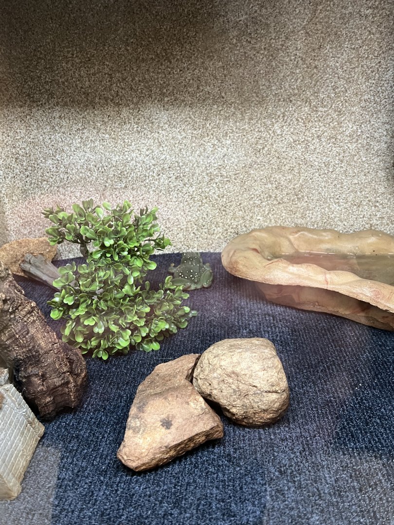 Magnificent Tree Frog Exhibit