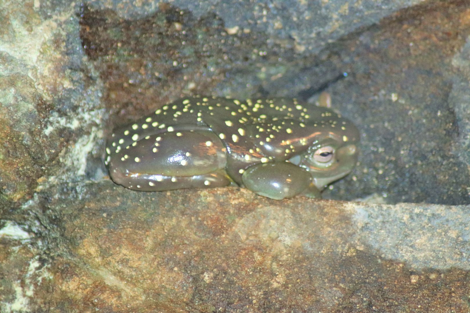 Magnificent Tree Frog (Litoria splendida)