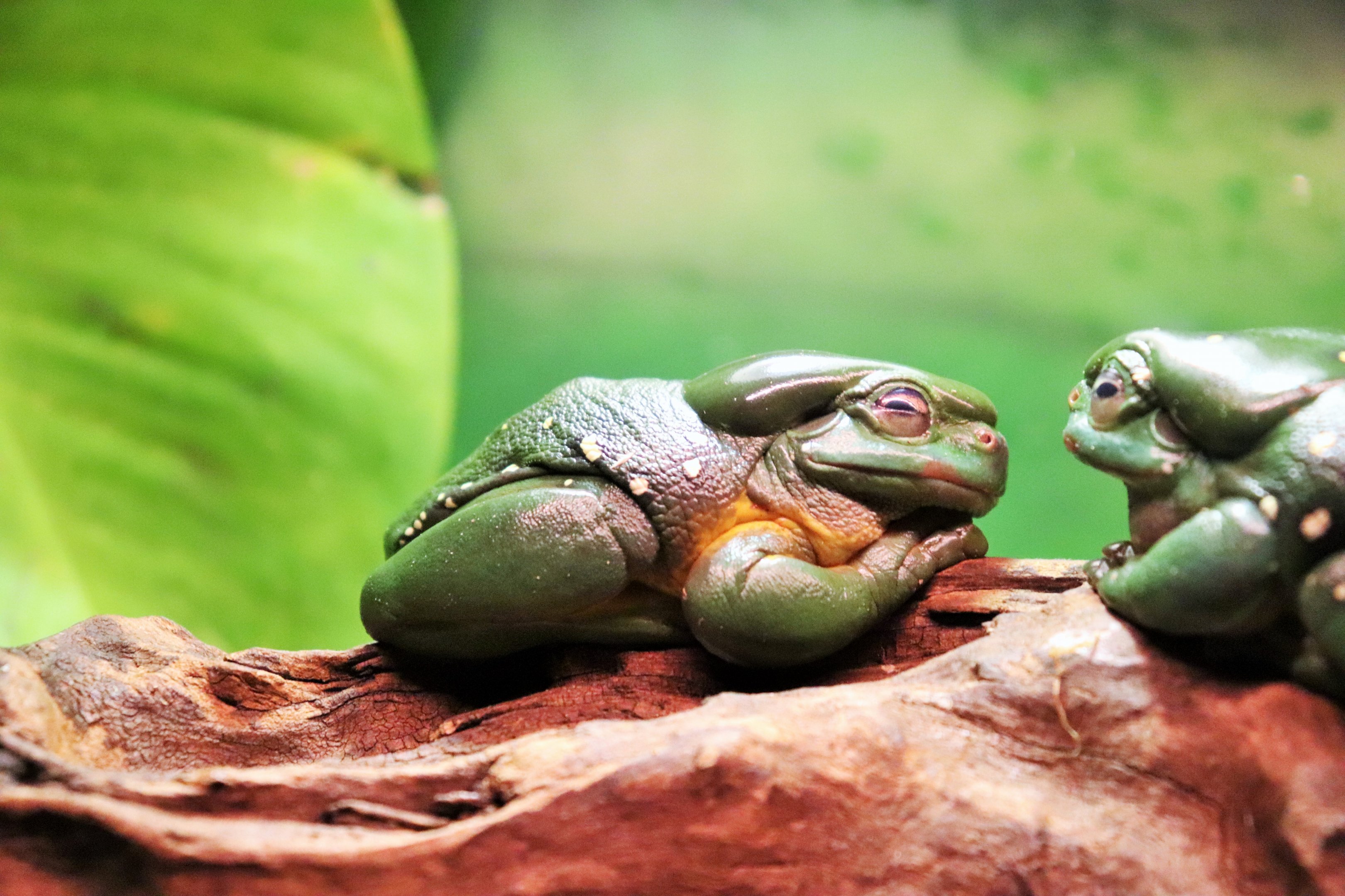 Magnificent Tree Frog (Litoria splendida)