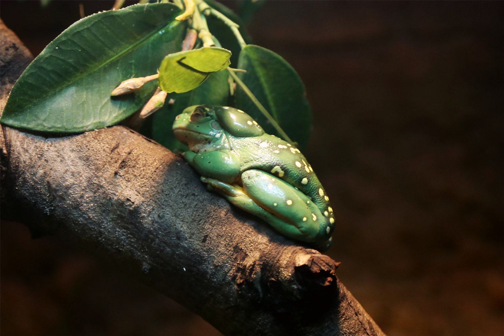 Magnificent Tree Frog (Litoria splendida)
