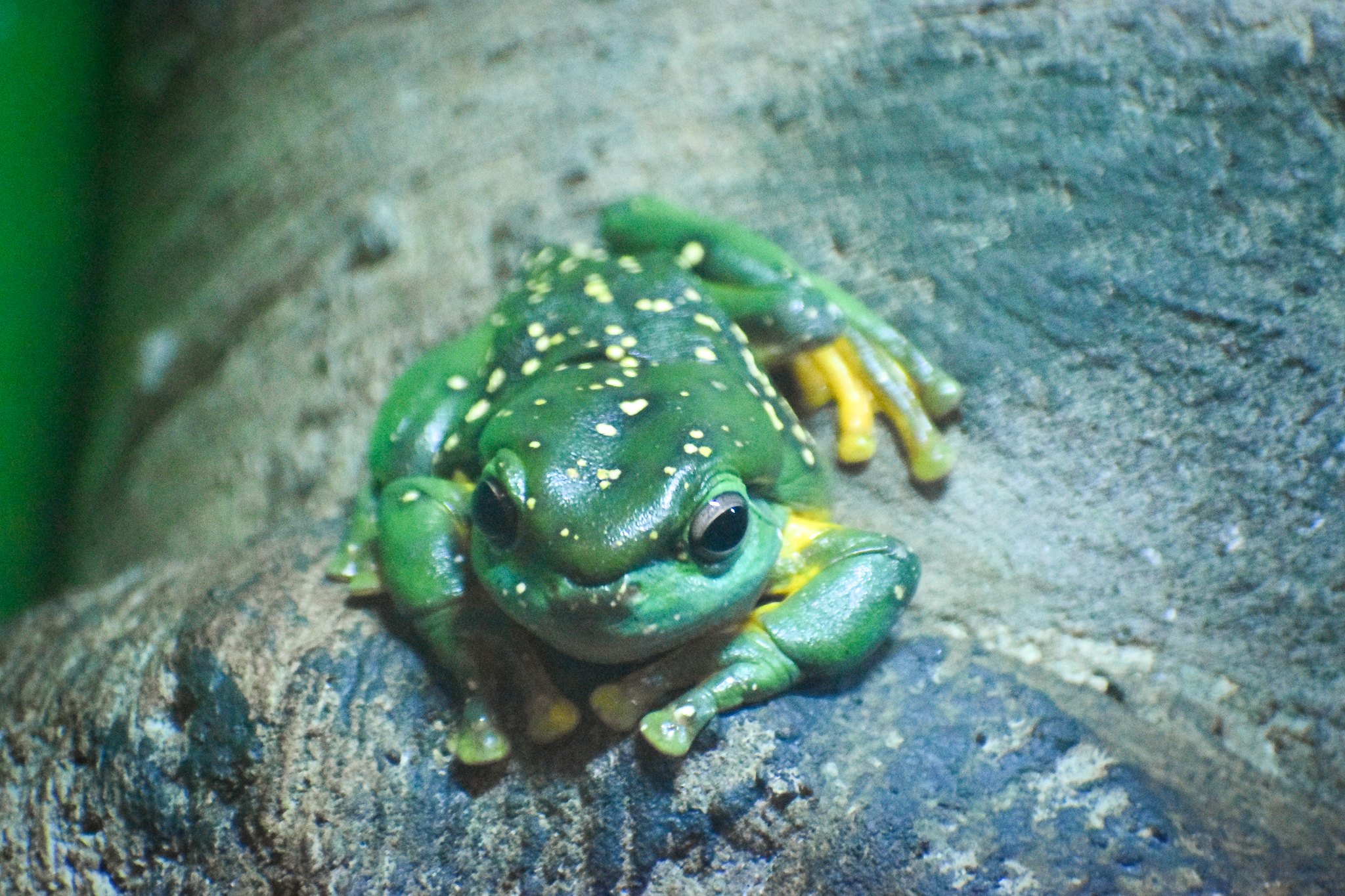 Magnificent Tree Frog (Litoria splendida)