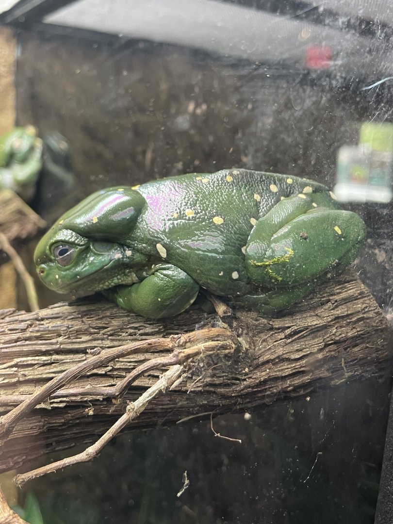 Magnificent tree frog (Litoria splendida)