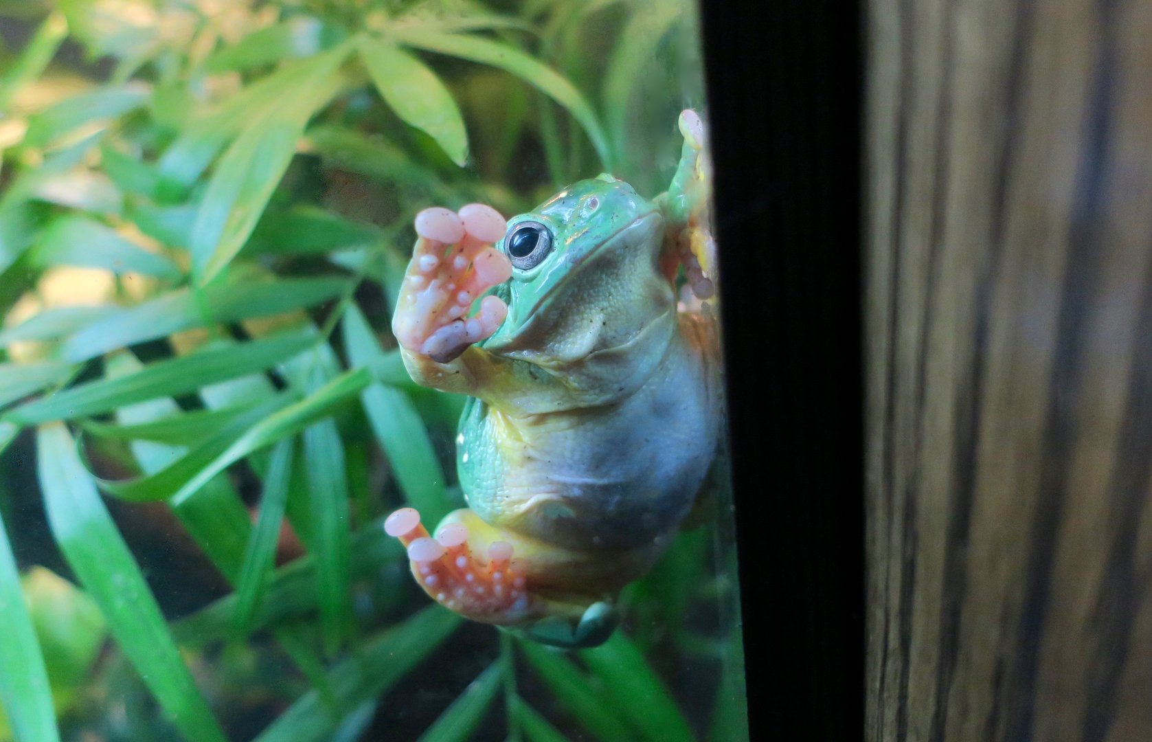 Magnificent Tree Frog (Litoria splendida)