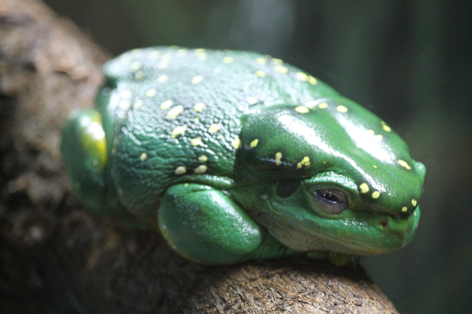Magnificent Tree Frog (Litoria splendida)