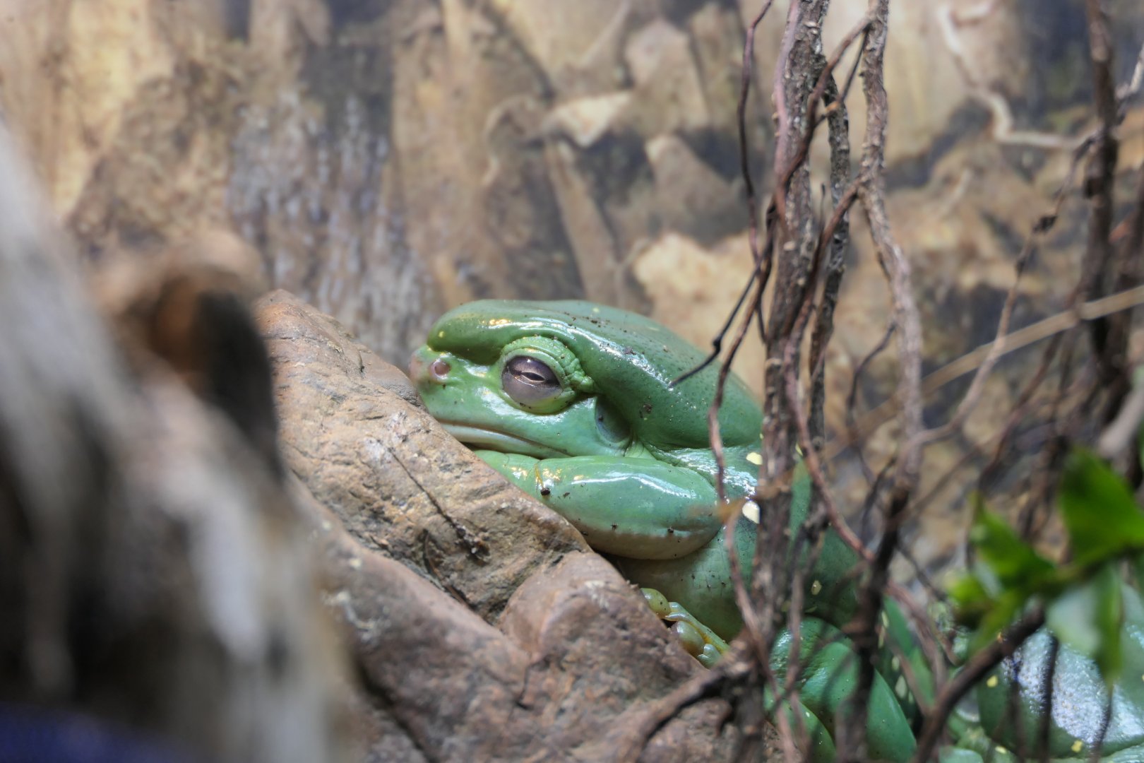 Magnificent Tree Frog (Litoria splendida)