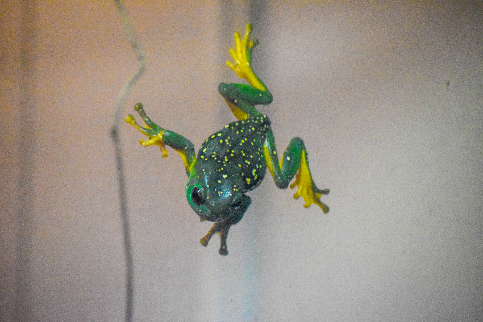 Magnificent Tree Frog on glass