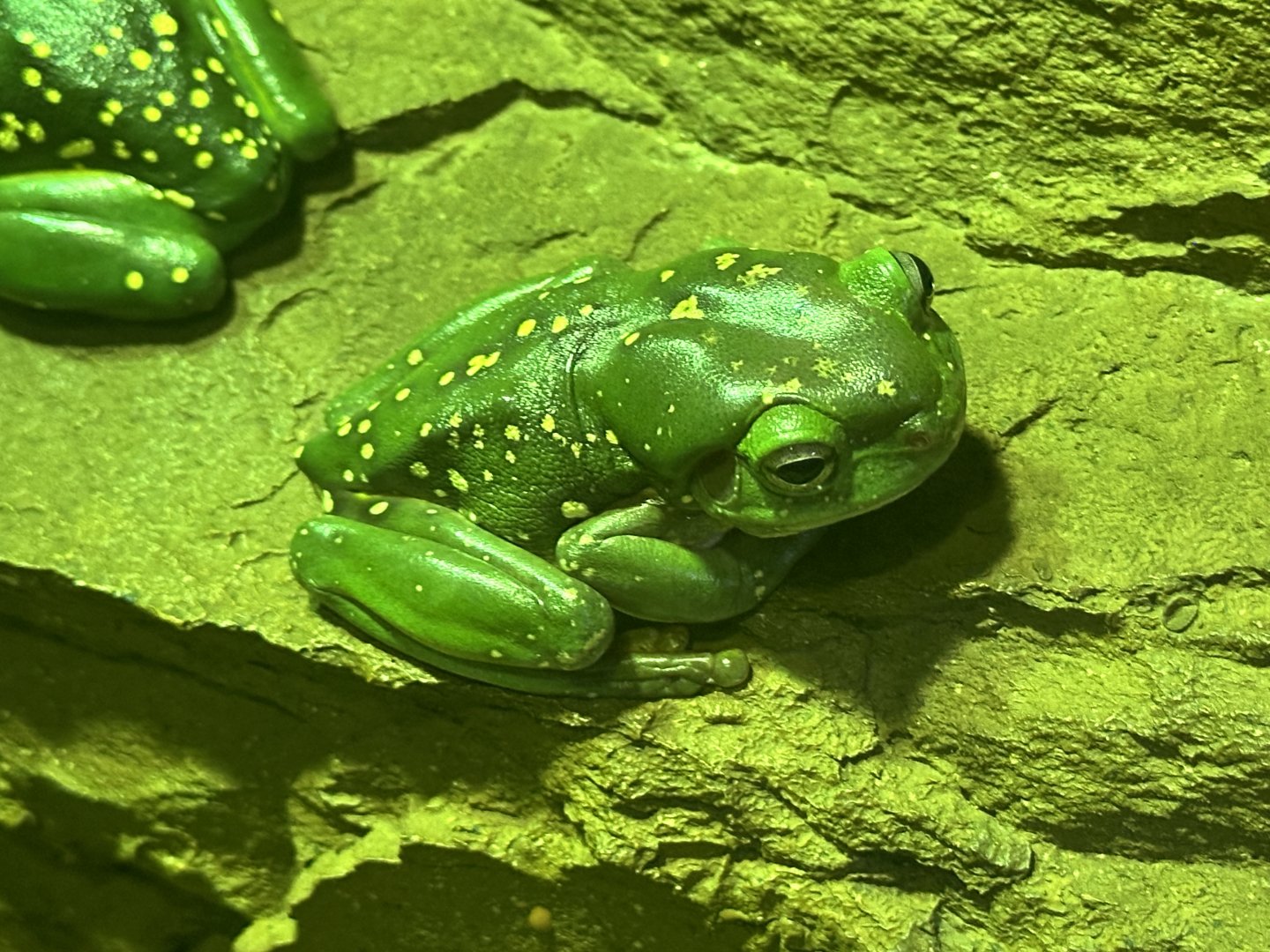 Magnificent tree frog (Ranoidea splendida)