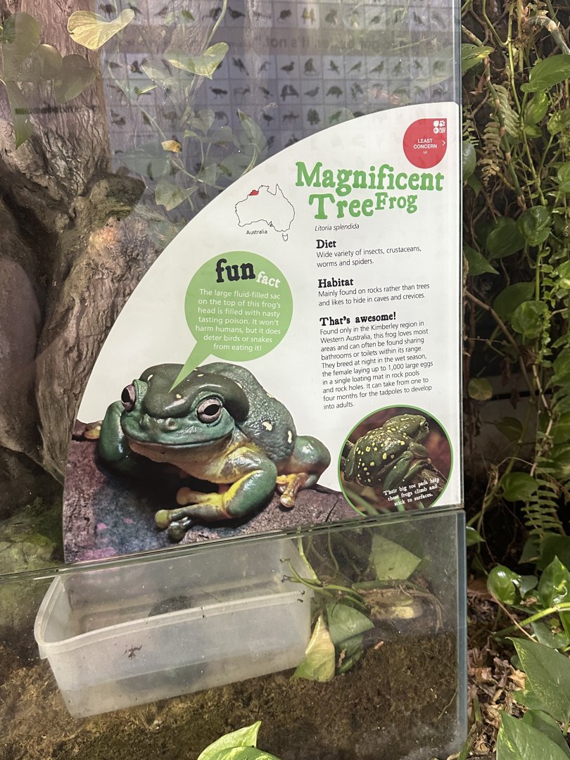 Magnificent tree frog signage