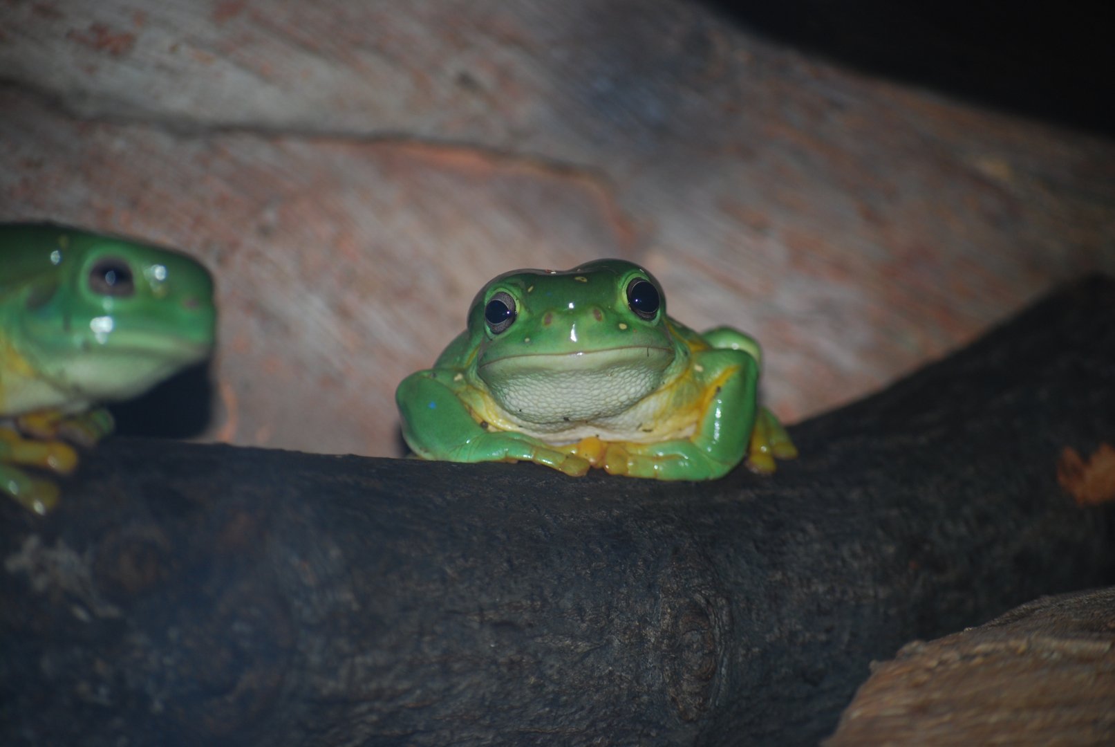 Magnificent Tree Frog