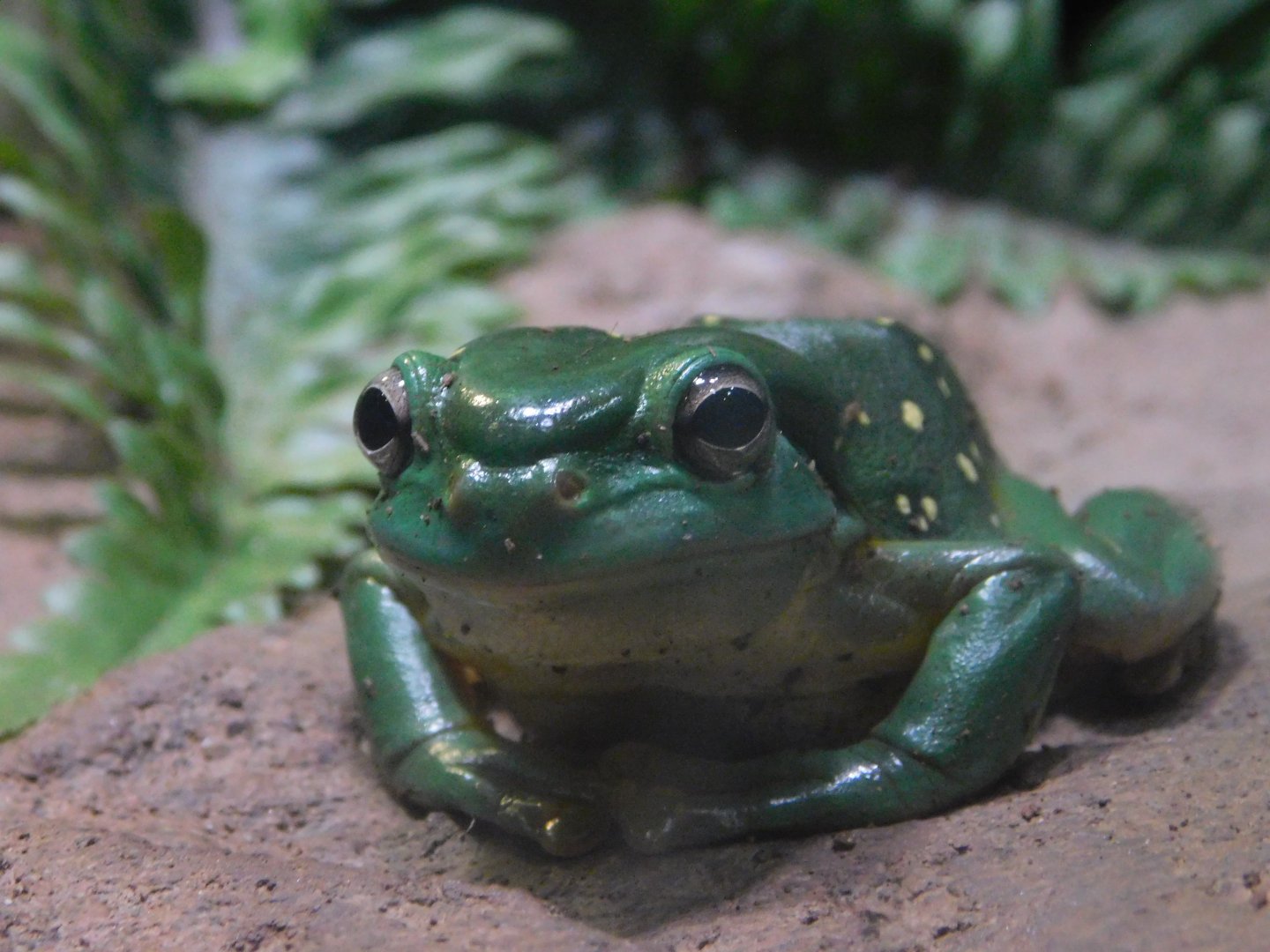 Magnificent Tree Frog