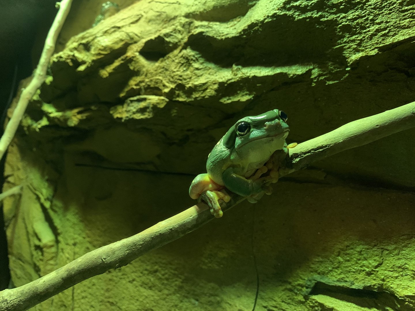 Magnificent Tree Frog