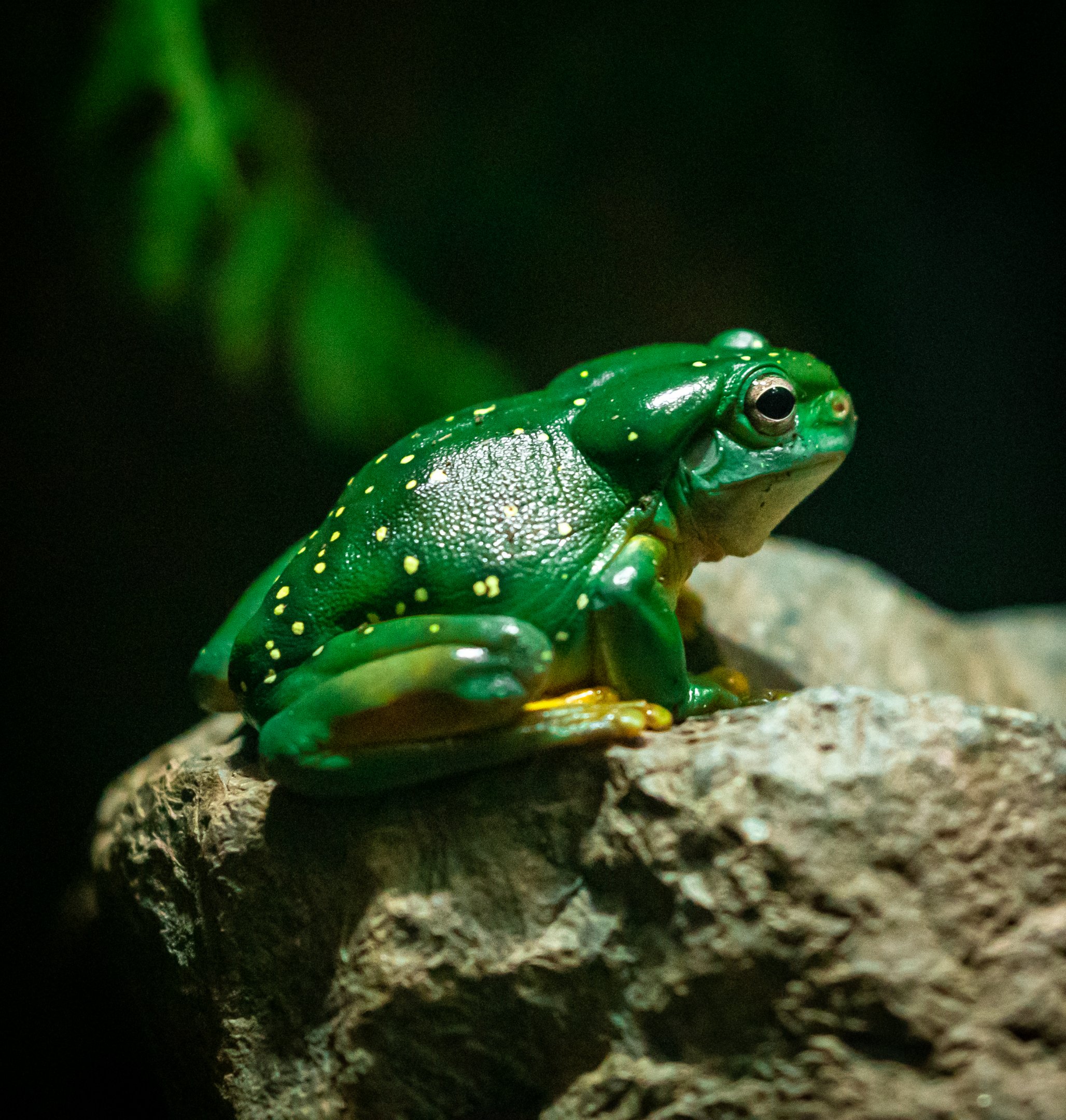 Magnificent Tree Frog