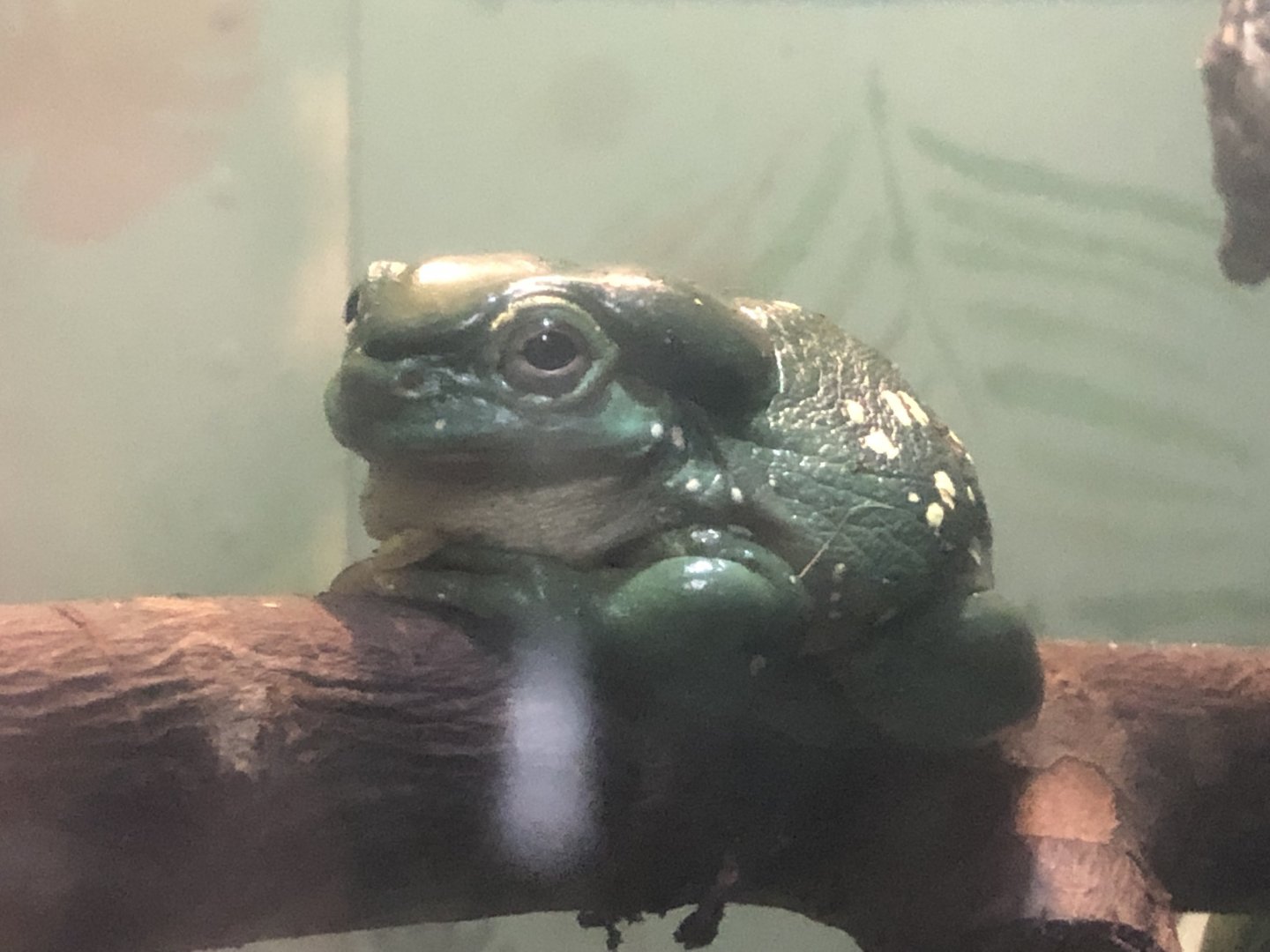 Magnificent tree frog