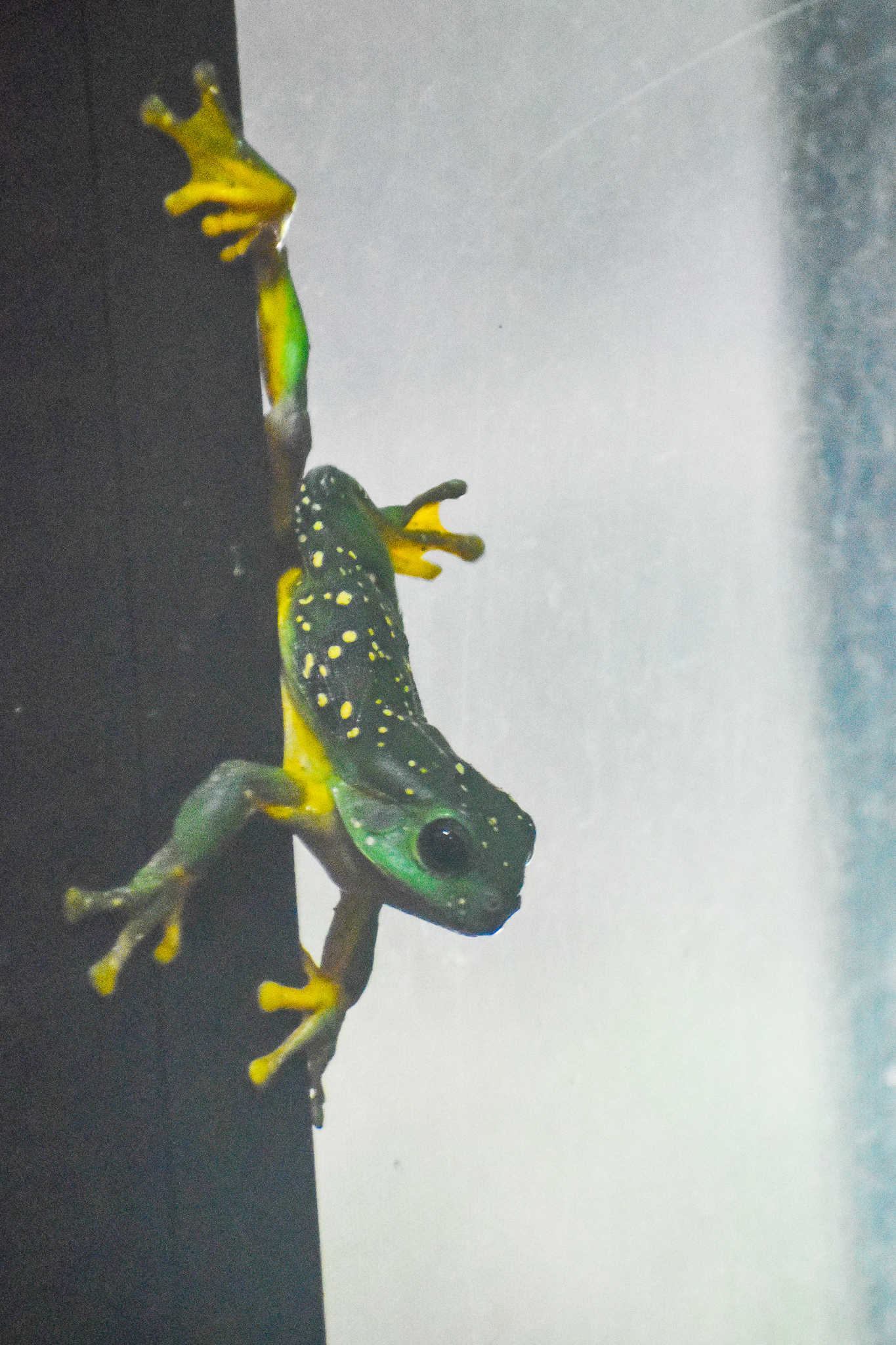 Magnificent Tree Frog