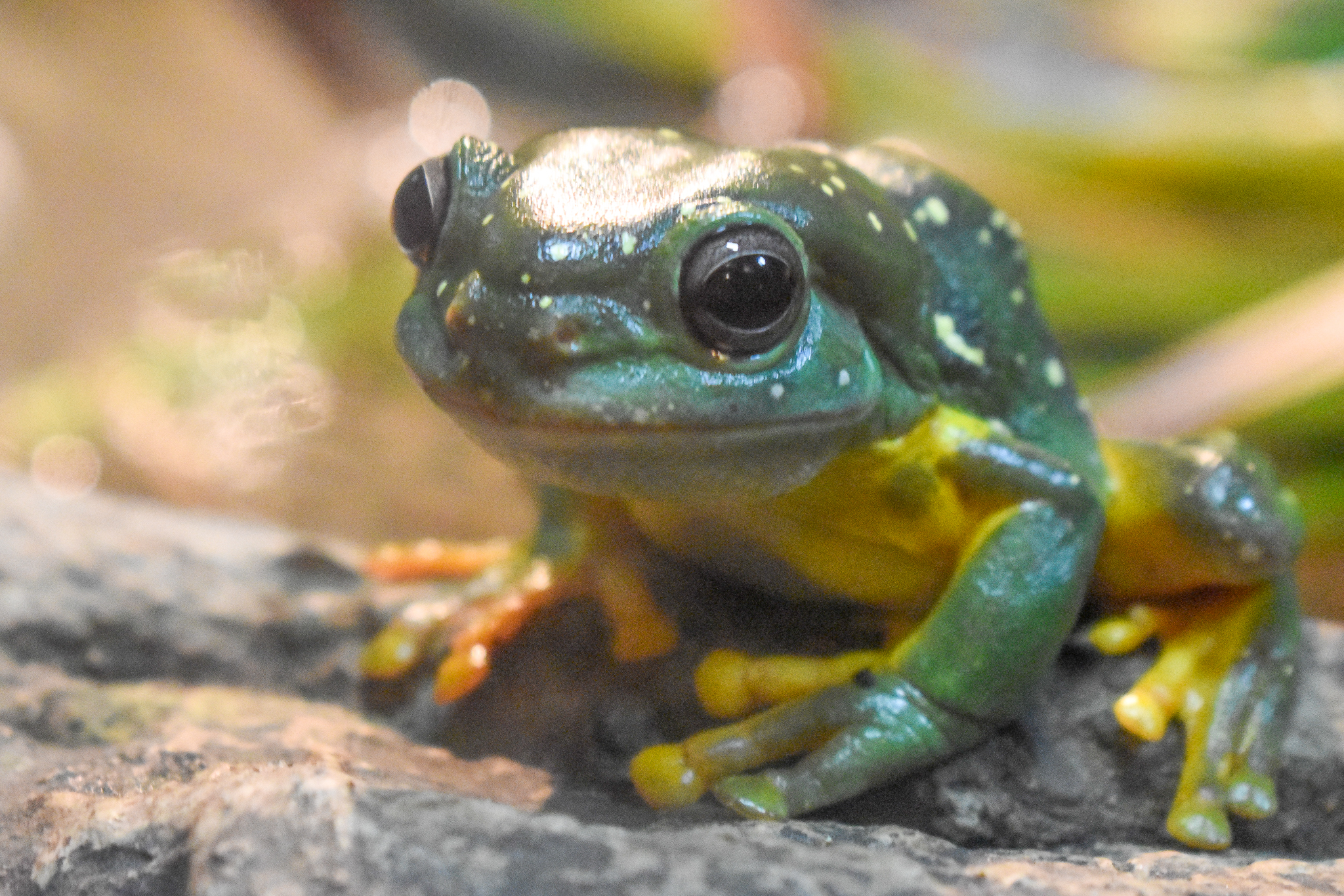 Magnificent Tree Frog