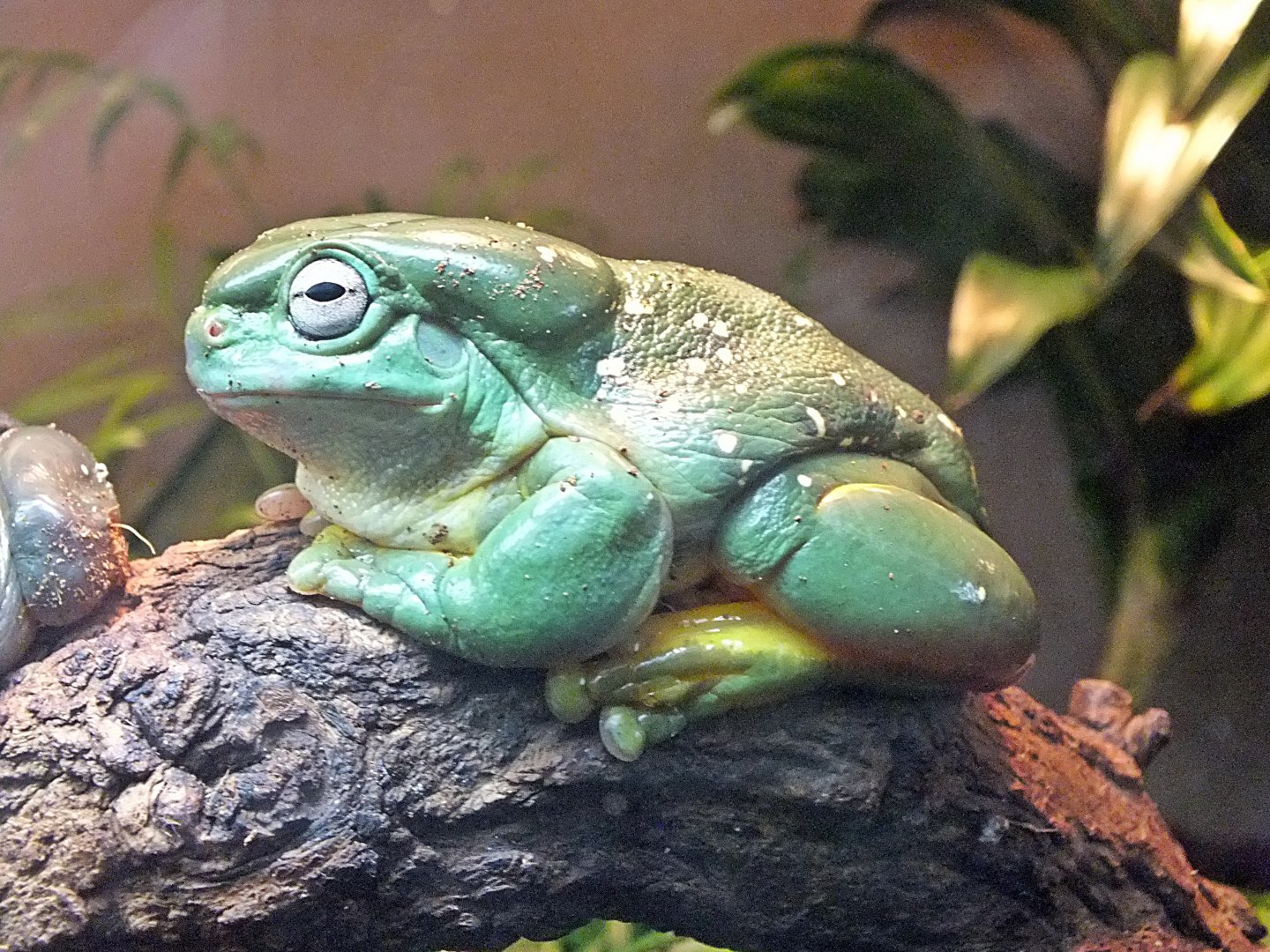 Magnificent tree frog