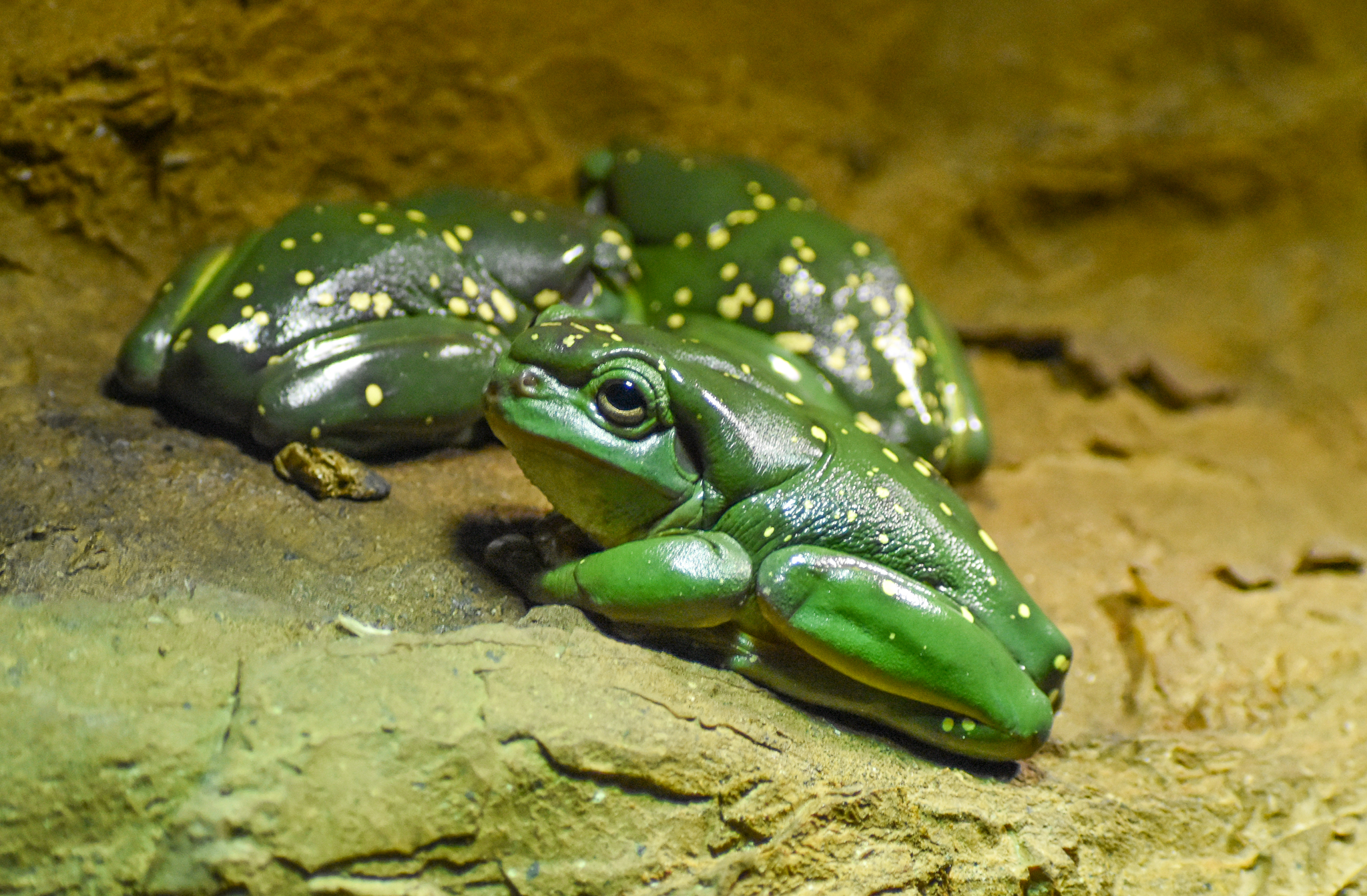 Magnificent Tree Frog