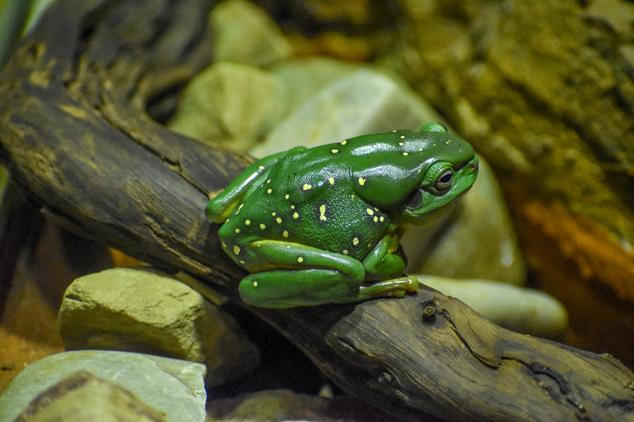 Magnificent Tree Frog
