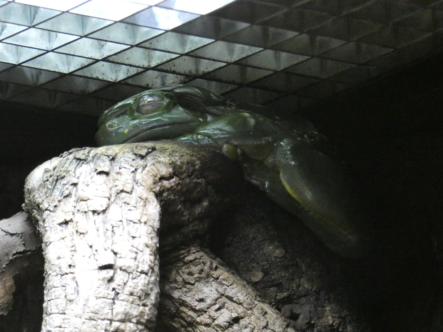 Magnificent tree frog