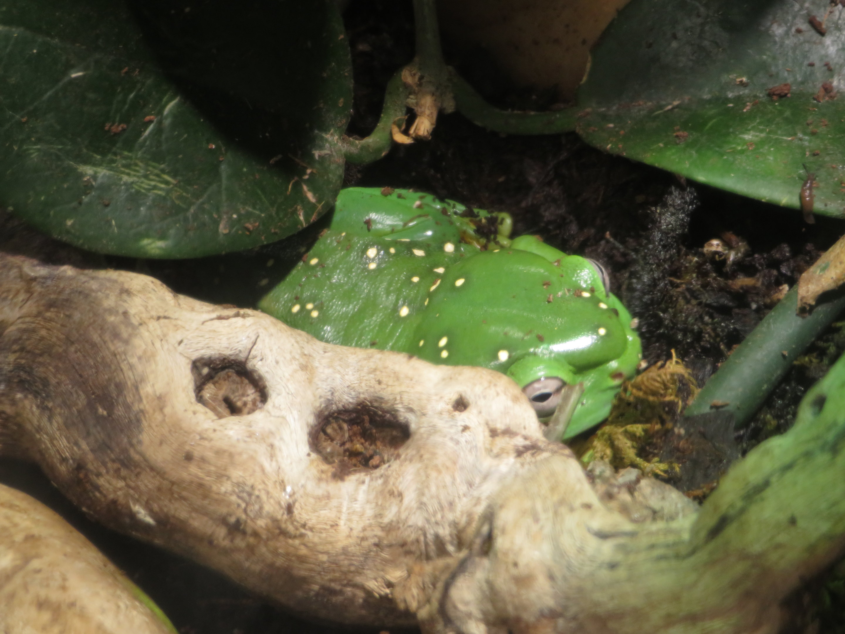 Magnificent Tree Frog