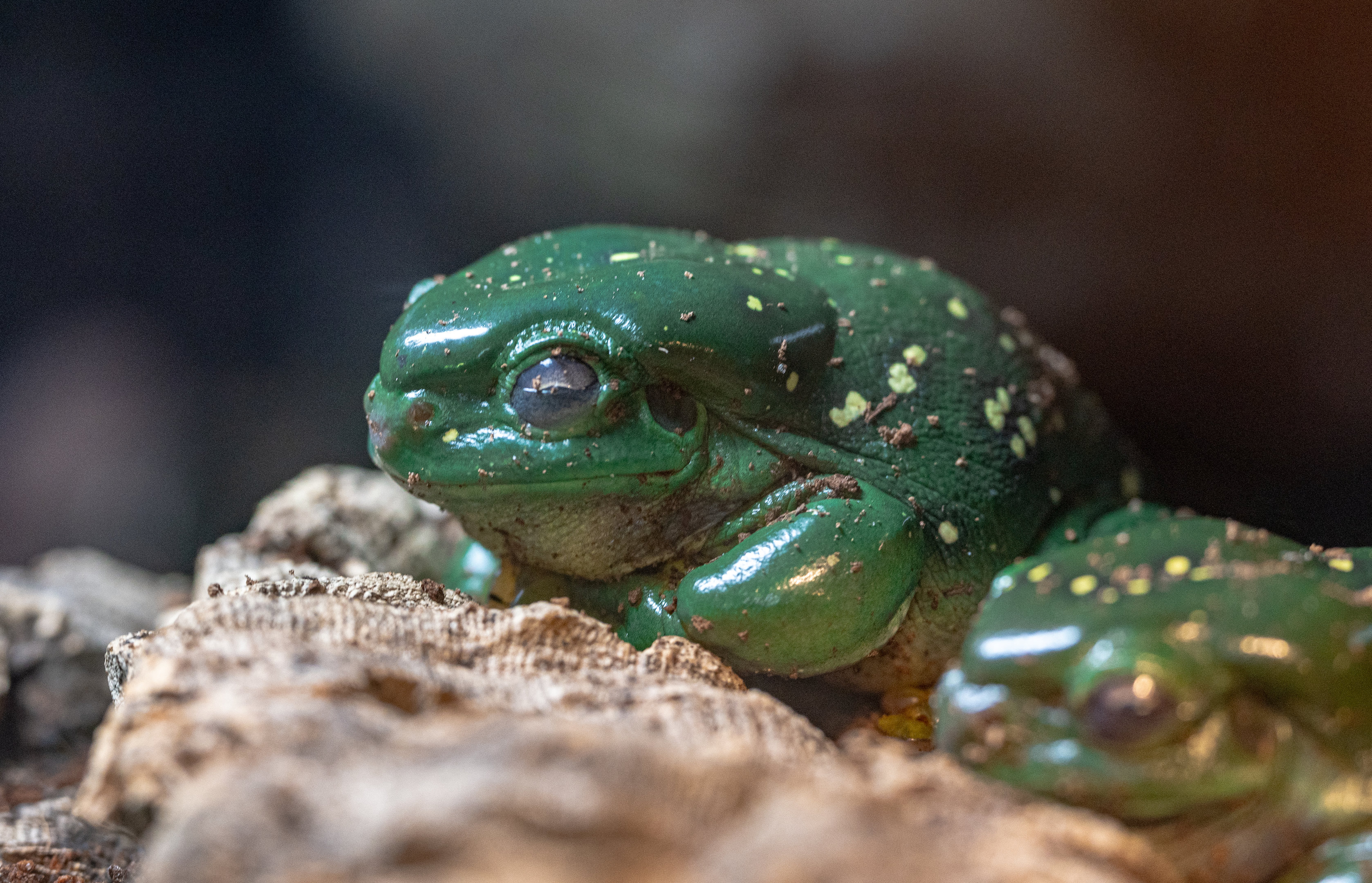 Magnificent Tree Frog