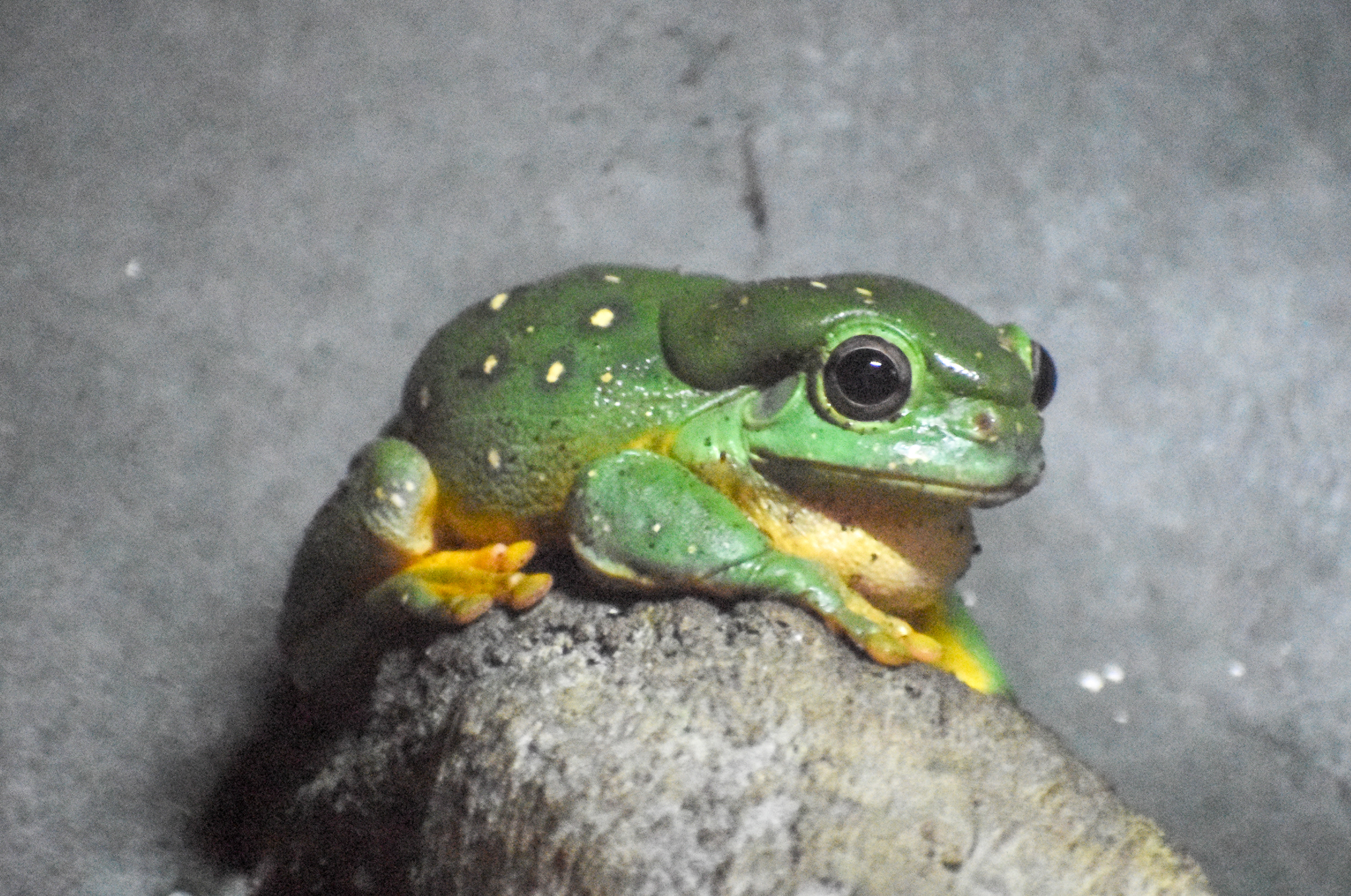Magnificent Tree-Frog