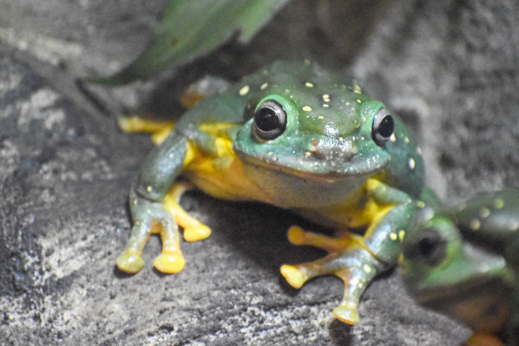 Magnificent Tree-Frog