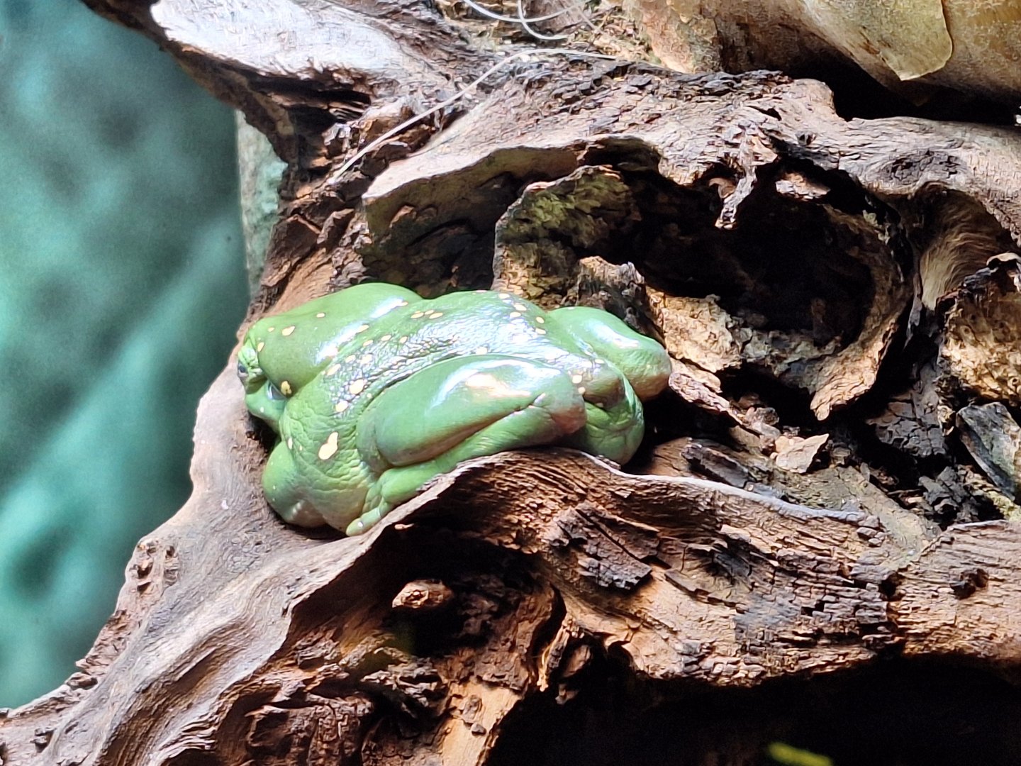 Magnificent Tree Frog