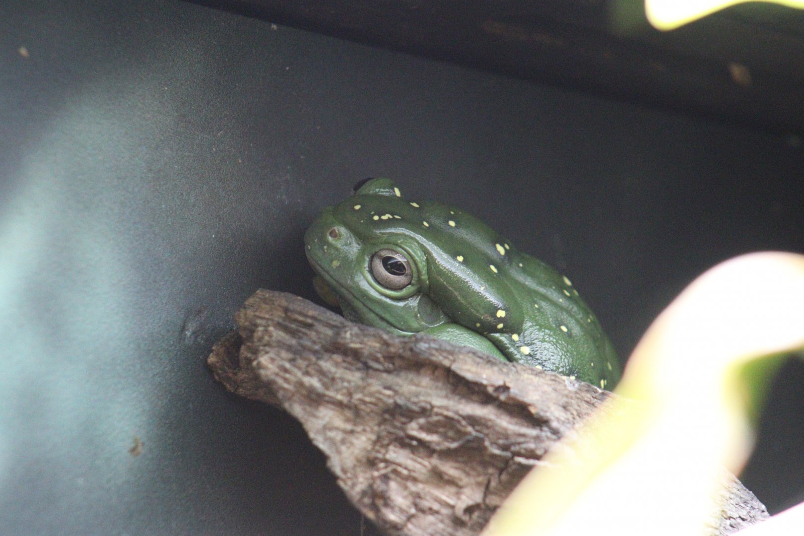 Magnificent Tree Frog
