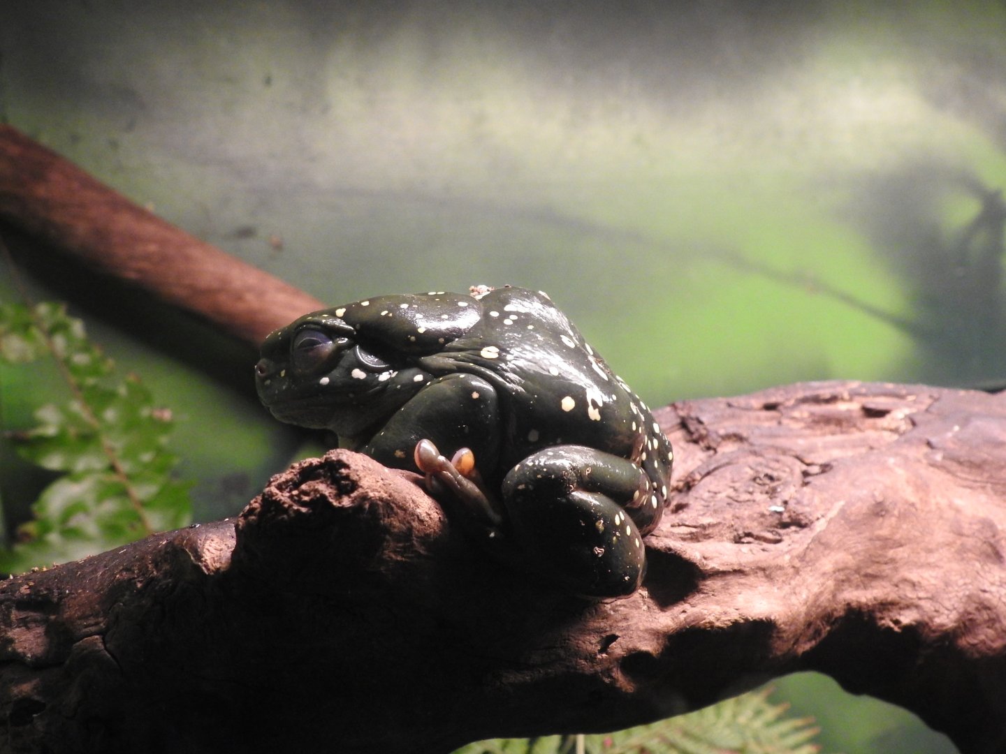 Magnificent Tree-Frog