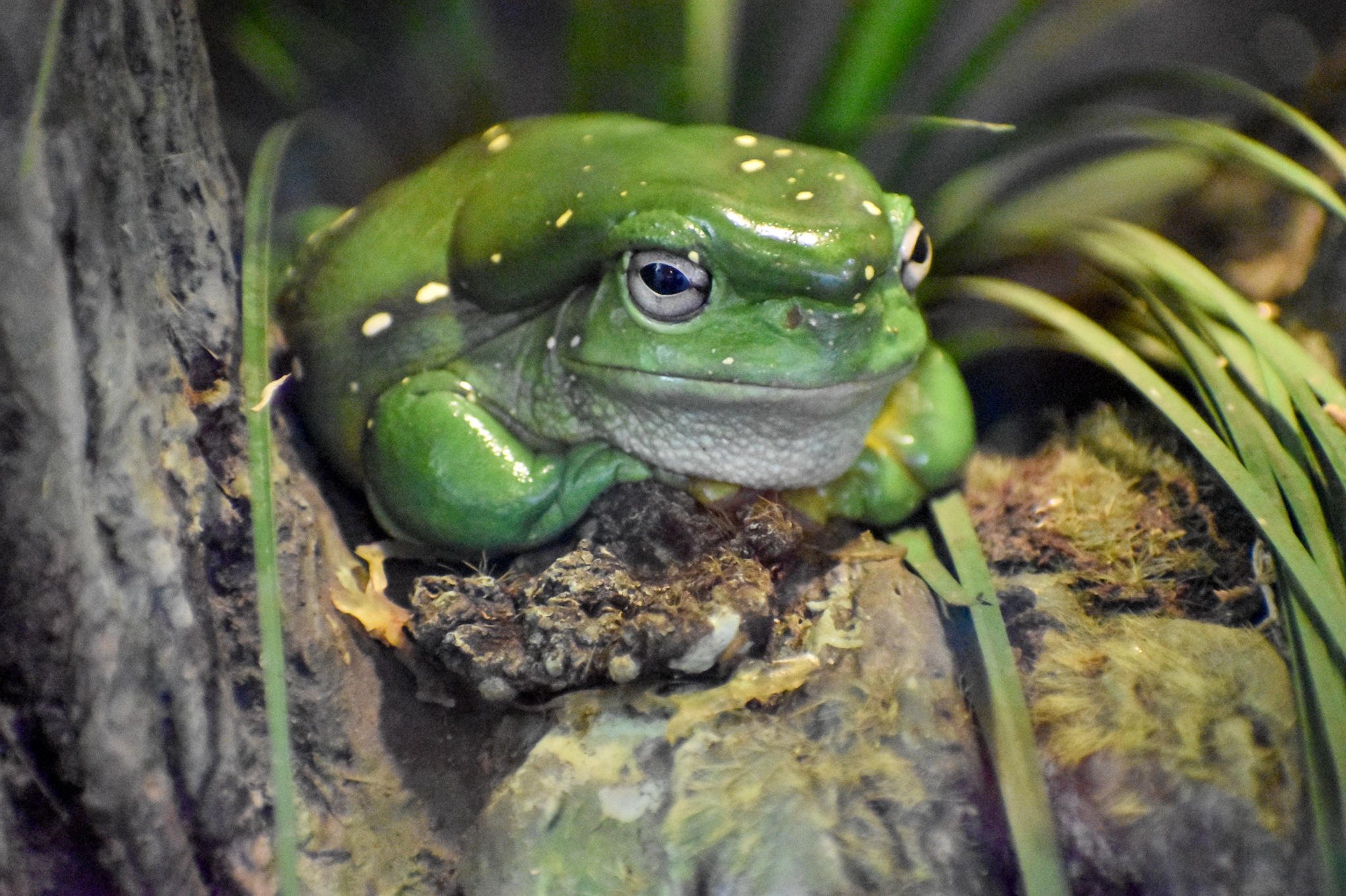 Magnificent Tree-Frog