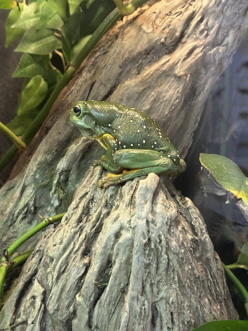 Magnificent tree frog