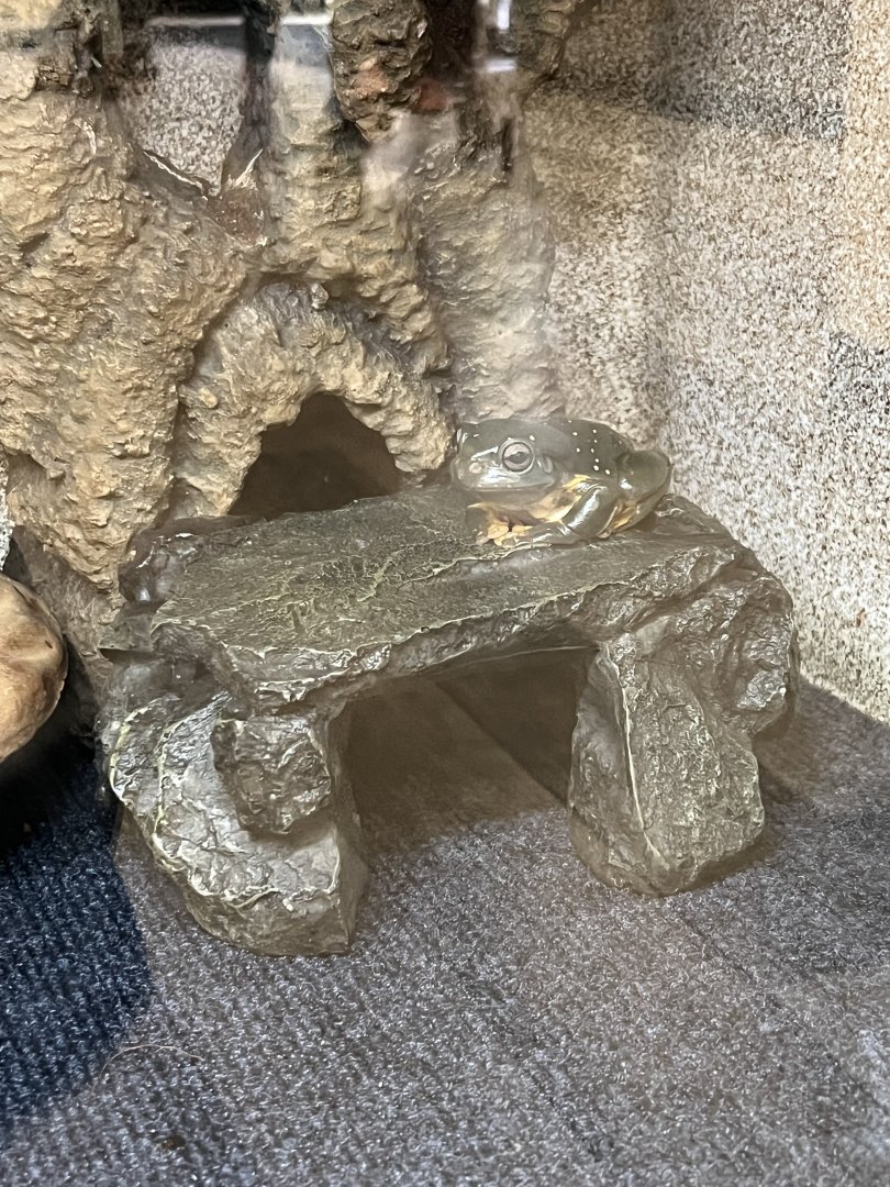 Magnificent Tree Frog