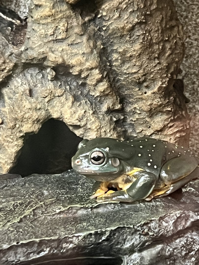 Magnificent Tree Frog