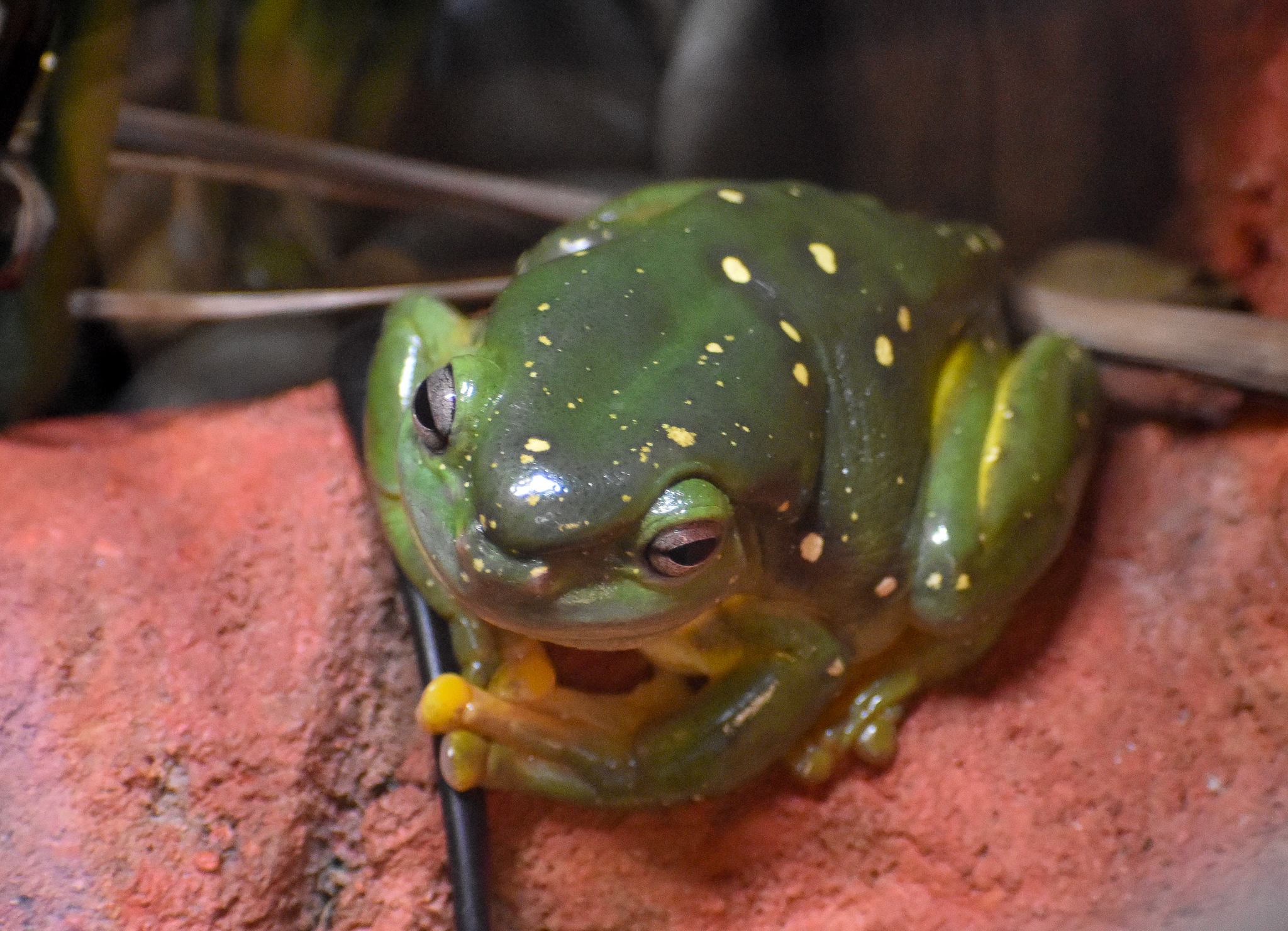 Magnificent Tree-Frog