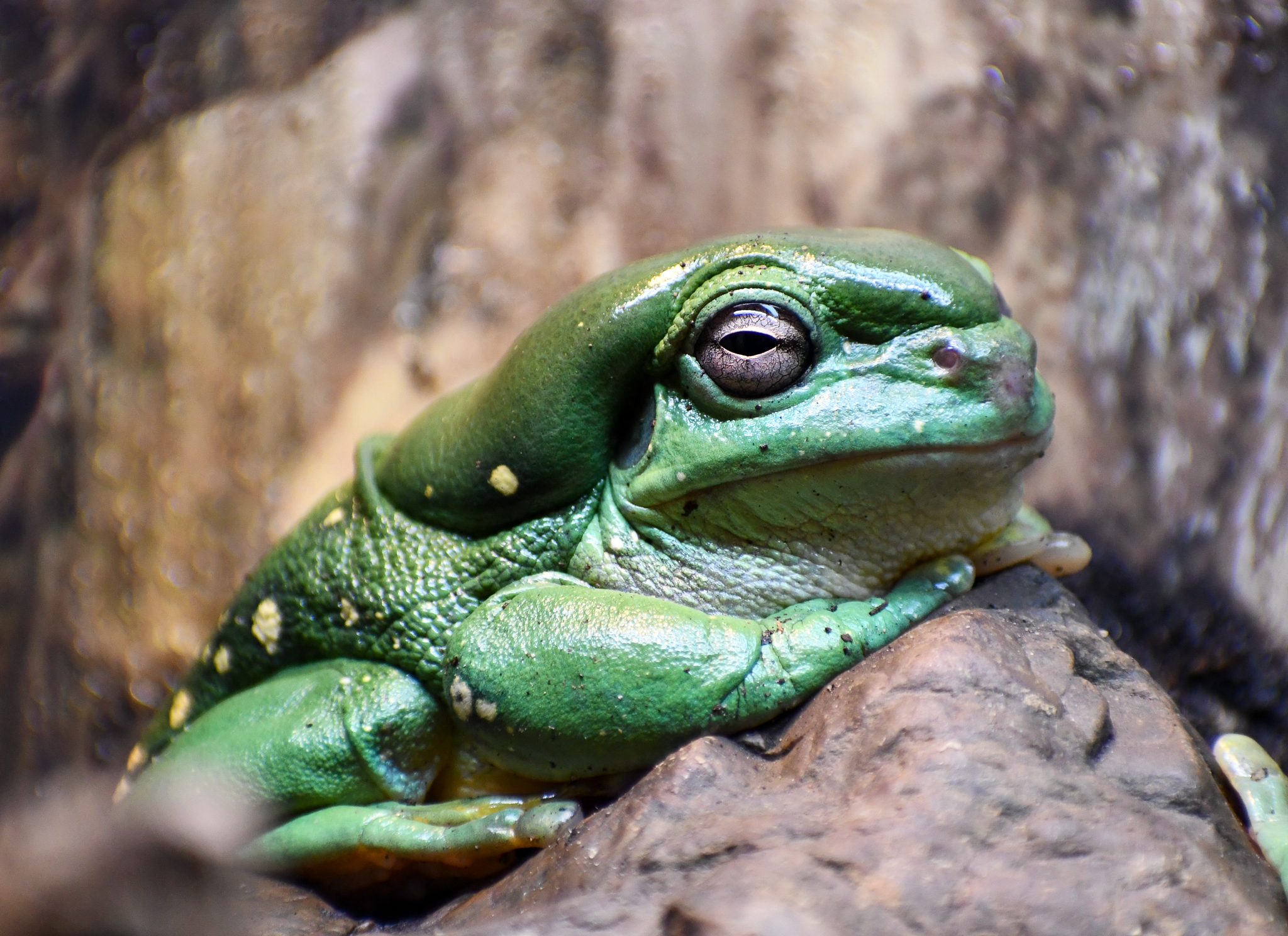 Magnificent Tree Frog