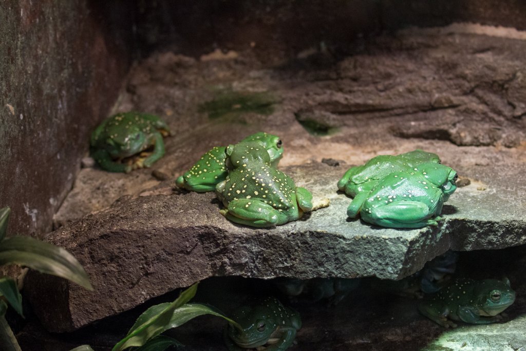 Magnificent Tree Frogs