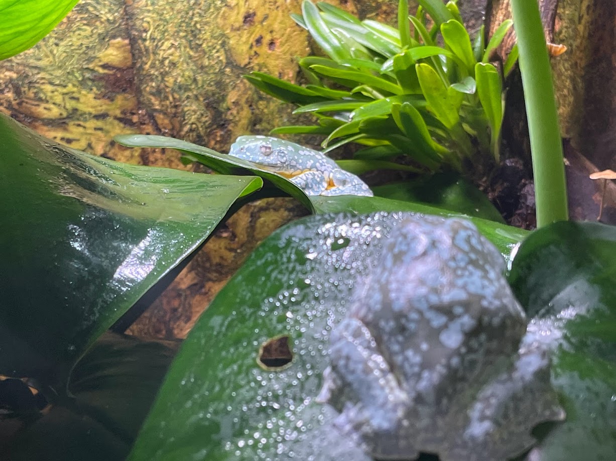 Magnificent Tree Frogs