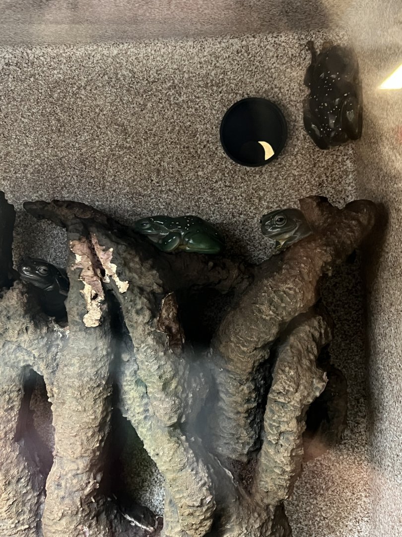 Magnificent Tree Frogs