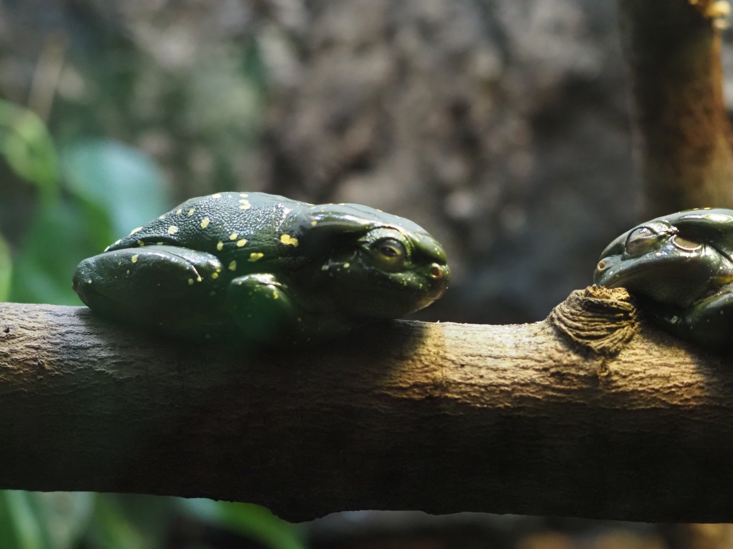 Magnificent Tree Frogs