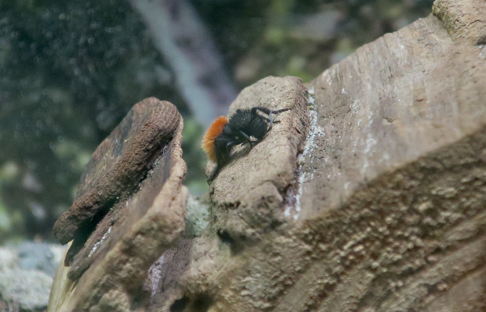 Magnificent Velvet Ant (Dasymutilla magnifica)